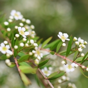 Sannantha pluriflora at Kiah, NSW - 24 Dec 2022