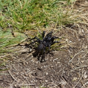 Hadronyche sp. (genus) at Cotter River, ACT - 25 Dec 2022