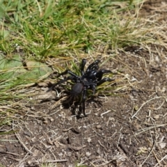 Hadronyche sp. (genus) (A funnel web) at Cotter River, ACT - 25 Dec 2022 by LOz