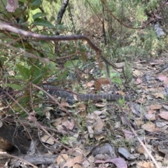 Varanus rosenbergi at Tennent, ACT - 25 Dec 2022