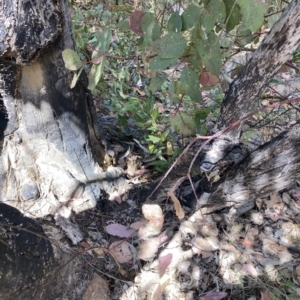 Varanus rosenbergi at Tennent, ACT - 25 Dec 2022