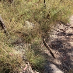 Sorghum leiocladum (Wild Sorghum) at Namadgi National Park - 24 Dec 2022 by waltraud