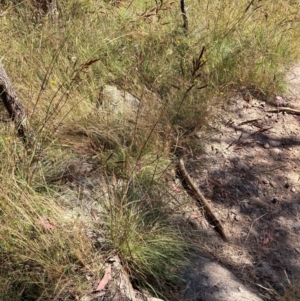 Sorghum leiocladum at Tennent, ACT - 25 Dec 2022