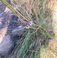 Sorghum leiocladum at Tennent, ACT - 25 Dec 2022