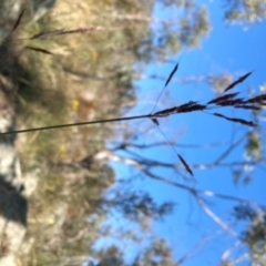 Sorghum leiocladum at Tennent, ACT - 25 Dec 2022