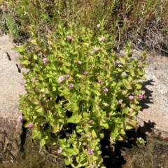 Gratiola peruviana (Australian Brooklime) at Tennent, ACT - 24 Dec 2022 by waltraud