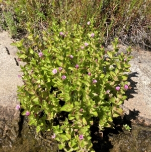 Gratiola peruviana at Tennent, ACT - 25 Dec 2022