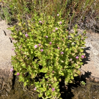 Gratiola peruviana (Australian Brooklime) at Namadgi National Park - 24 Dec 2022 by waltraud