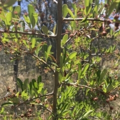 Pyracantha fortuneana (Firethorn) at Hackett, ACT - 24 Dec 2022 by waltraud