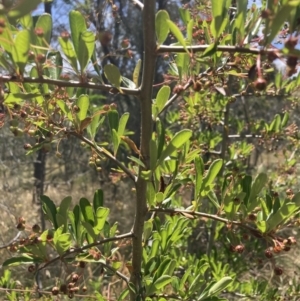 Pyracantha fortuneana at Hackett, ACT - 24 Dec 2022