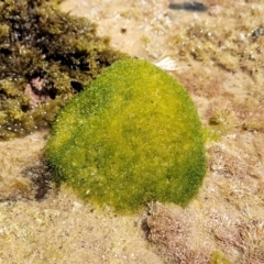 Unidentified Marine Alga & Seaweed (TBC) at - 25 Dec 2022 by trevorpreston