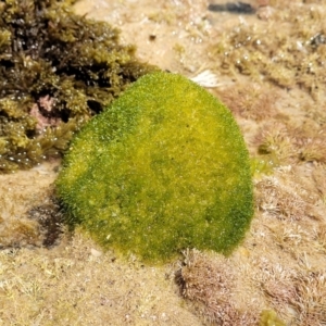 Unidentified Marine Alga & Seaweed (TBC) at suppressed by trevorpreston
