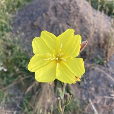 Oenothera stricta subsp. stricta (Common Evening Primrose) at Mount Majura - 19 Dec 2022 by waltraud