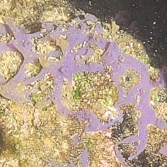 Unverified Marine Alga & Seaweed at Nambucca Heads, NSW - 25 Dec 2022 by trevorpreston