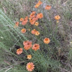 Xerochrysum viscosum (Sticky Everlasting) at Hackett, ACT - 15 Dec 2022 by waltraud