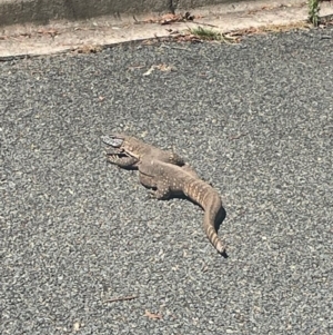 Varanus rosenbergi at Hackett, ACT - 25 Dec 2022