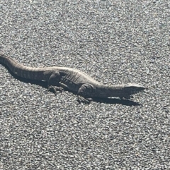 Varanus rosenbergi at Hackett, ACT - 25 Dec 2022