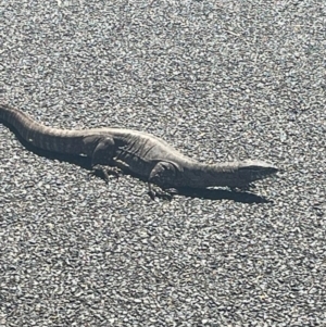 Varanus rosenbergi at Hackett, ACT - suppressed