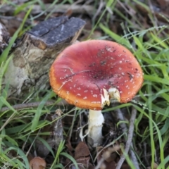 Amanita muscaria (Fly Agaric) at Yarralumla, ACT - 16 May 2022 by AlisonMilton