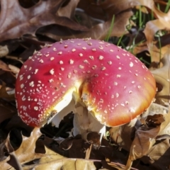 Amanita muscaria (Fly Agaric) at Lake Burley Griffin West - 16 May 2022 by AlisonMilton