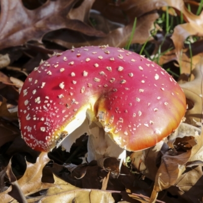 Amanita muscaria (Fly Agaric) at Lake Burley Griffin West - 16 May 2022 by AlisonMilton