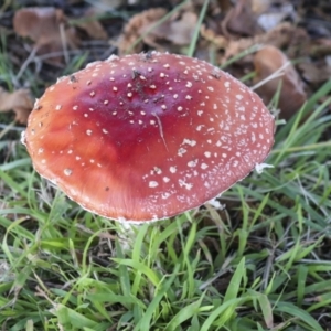 Amanita muscaria at Yarralumla, ACT - 16 May 2022