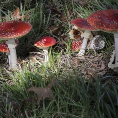 Amanita muscaria (Fly Agaric) at Lake Burley Griffin West - 16 May 2022 by AlisonMilton