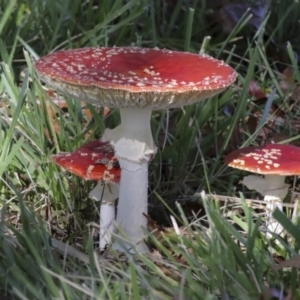 Amanita muscaria at Yarralumla, ACT - 16 May 2022