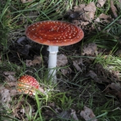 Amanita muscaria at Yarralumla, ACT - 16 May 2022