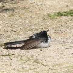 Rhipidura leucophrys (Willie Wagtail) at Jerrabomberra Wetlands - 8 Nov 2022 by AlisonMilton