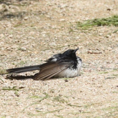 Rhipidura leucophrys (Willie Wagtail) at Jerrabomberra Wetlands - 8 Nov 2022 by AlisonMilton