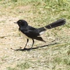 Rhipidura leucophrys at Fyshwick, ACT - 8 Nov 2022