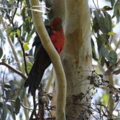 Alisterus scapularis (Australian King-Parrot) at Jerrabomberra Wetlands - 8 Nov 2022 by AlisonMilton