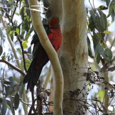 Alisterus scapularis (Australian King-Parrot) at Fyshwick, ACT - 8 Nov 2022 by AlisonMilton