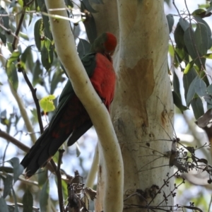 Alisterus scapularis at Fyshwick, ACT - 8 Nov 2022