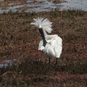 Platalea regia at Fyshwick, ACT - 8 Nov 2022