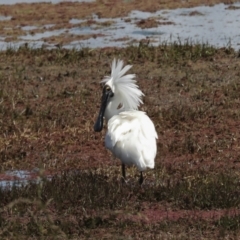 Platalea regia at Fyshwick, ACT - 8 Nov 2022