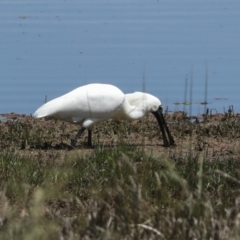 Platalea regia at Fyshwick, ACT - 8 Nov 2022