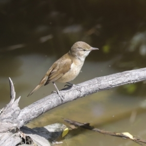 Acrocephalus australis at Fyshwick, ACT - 8 Nov 2022 11:04 AM