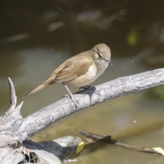 Acrocephalus australis at Fyshwick, ACT - 8 Nov 2022