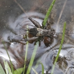 Bobilla sp. (genus) (A Small field cricket) at Wamboin, NSW - 4 Oct 2022 by AlisonMilton