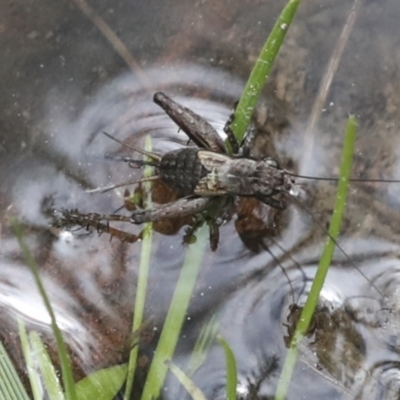 Bobilla sp. (genus) (A Small field cricket) at QPRC LGA - 4 Oct 2022 by AlisonMilton