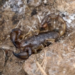 Urodacus manicatus (Black Rock Scorpion) at QPRC LGA - 4 Oct 2022 by AlisonMilton