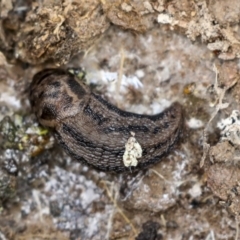 Limax maximus (Leopard Slug, Great Grey Slug) at QPRC LGA - 4 Oct 2022 by AlisonMilton