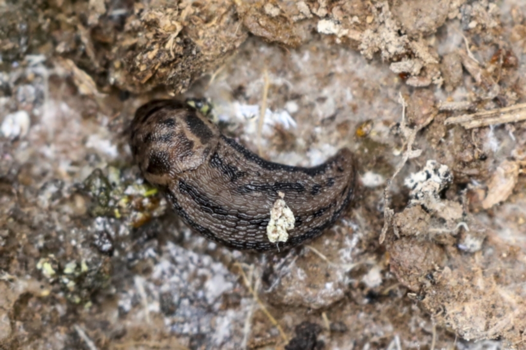 Limax maximus at suppressed - 4 Oct 2022