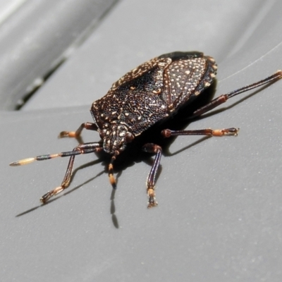 Notius consputus (Yellow-dotted shield bug) at Crooked Corner, NSW - 24 Dec 2022 by Milly