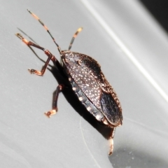 Notius consputus at Crooked Corner, NSW - 24 Dec 2022 11:35 AM