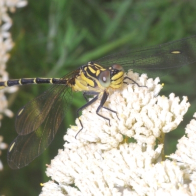 Austrogomphus ochraceus (Jade Hunter) at Kiora, NSW - 20 Dec 2022 by Harrisi