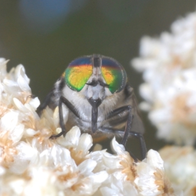 Unidentified March or Horse fly (Tabanidae) at Wandera State Forest - 20 Dec 2022 by Harrisi