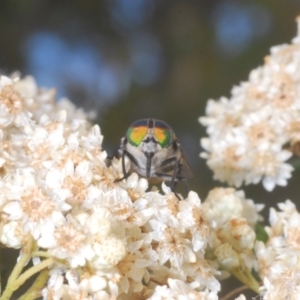 Tabanidae (family) at Kiora, NSW - 20 Dec 2022